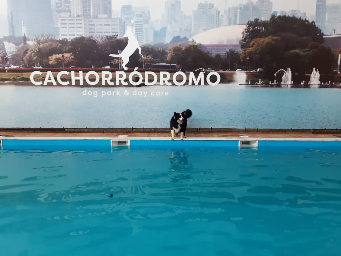 Cachorródromo em Sampa |SP