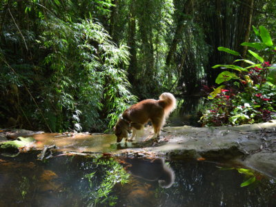 o bosque Joanopolis - Pet Friendly16