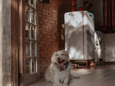 chalé fazenda pet friendly1